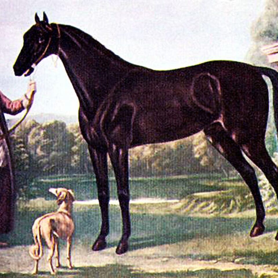 The Byerley Turk in the 17th Century