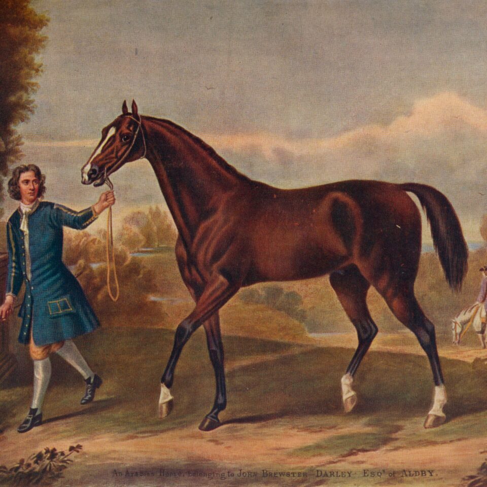 Darley Arabian horse