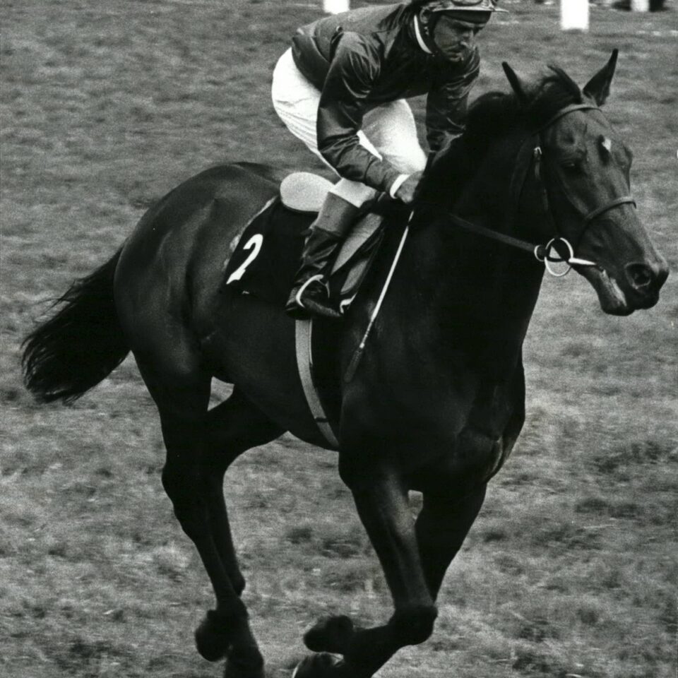 Brigadier Gerard