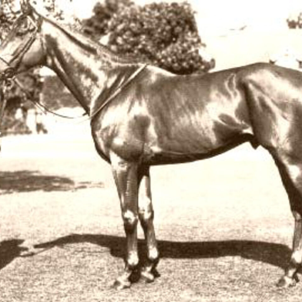 Alycidon